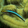 Elacatinus figaro : 1.5 à 3 cm  (Gobie déparasitaire d'élévage)